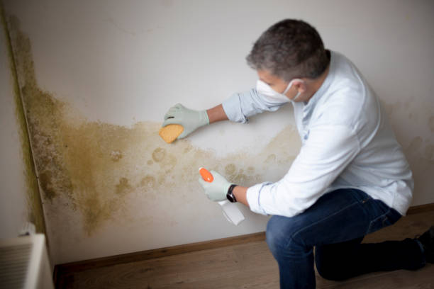 Best Emergency Mold Remediation  in Ravenna, OH