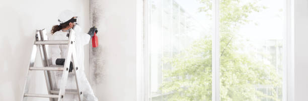Best Basement Mold Removal  in Ravenna, OH